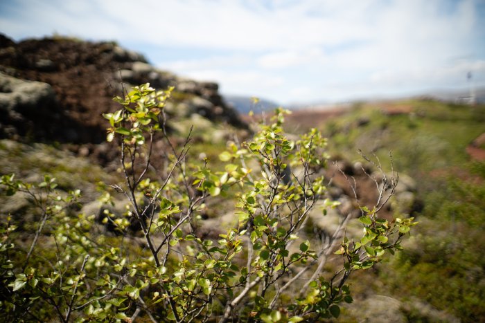 _DSC4572